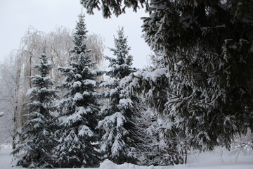 snow on the branches of Christmas trees and trees