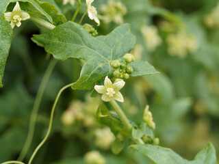 (Bryonia dioica) Bryone dioïque ou couleuvrée aux grappes de fleurs étoilées blanc jaunâtre, corolle à cinq lobes poilus, veinées et calices en forme de cloche jaune verdâtre
