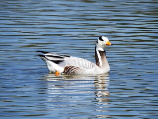 Fototapeta premium Bird, See, Wasser, Vögel