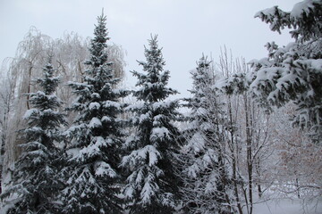 snow on the branches of Christmas trees and trees