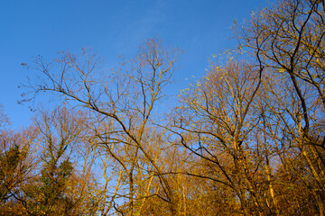Trees in autumn in front of the blue sky