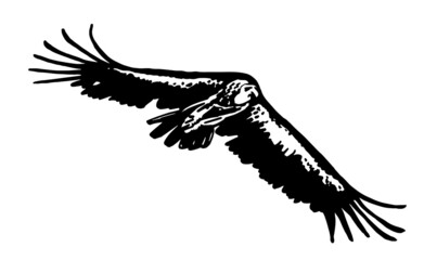 Vector vulture flying isolated on white background, bird.