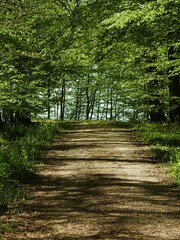 Obraz premium Wald, Pfad, grün