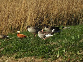 Gänse