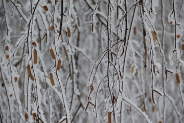 snow on the branches of Christmas trees and trees
