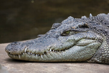 Close up head crocodile is show eye in thailand.