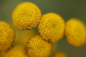 żółte kwiatki makro jesień