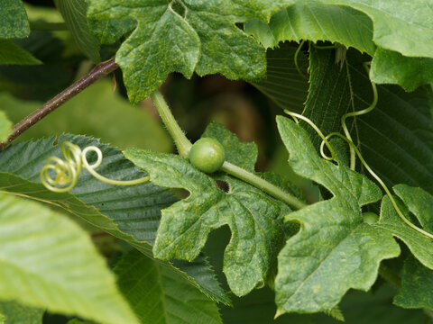 (Bryonia dioica) Bryone dio&iuml;que ou navet galant, herbac&eacute;e grimpante &agrave; vrilles aux baies vertes immatures dans un feuillage palm&eacute;, lob&eacute; et enroul&eacute; 
