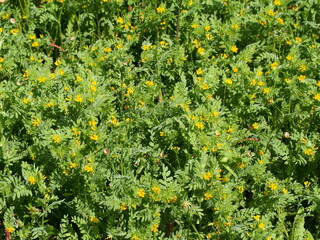 Yellow Serradella (Ornithopus compressus)