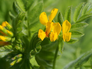 Yellow Serradella (Ornithopus compressus)