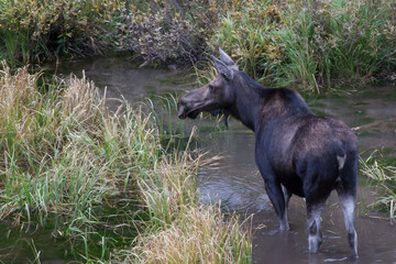 Moose eating in a pool of water