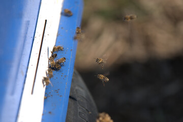 Bees flying to their hive
