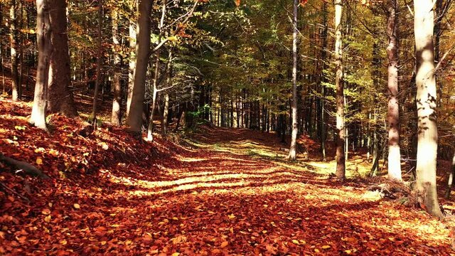 View of a magical autumn in the forest