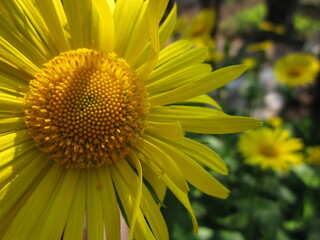 sunflower close up