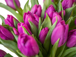 Obraz premium many yellow tulips