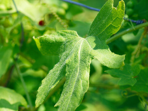 (Bryonia dioica) Bryone dio&iuml;que ou Herbe aux femmes battures au feuillage vert, palmatilob&eacute;, poilu, rugueux, lacini&eacute; sur longue tige