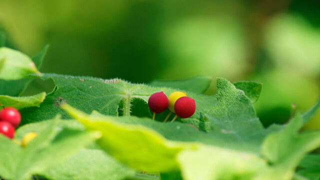 (Bryonia dioica) Bryone dio&iuml;que ou navet du diable aux grappes de petites baies rondes, charnues et lisses, rouge vif &agrave; maturit&eacute;