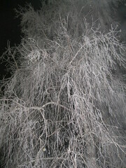 snow on the branches of Christmas trees and trees