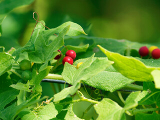 (Bryonia dioica) Bryone dioïque ou navet du diable aux grappes de petites baies rondes, charnues et lisses, rouge vif à maturité