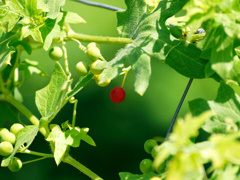 (Bryonia dioica) Bryone dio&iuml;que ou navet galant, herbac&eacute;e grimpante &agrave; vrilles aux baies rouges et vertes dans un feuillage palm&eacute;, lob&eacute; et enroul&eacute; 