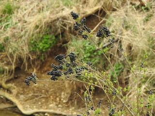 Natur
