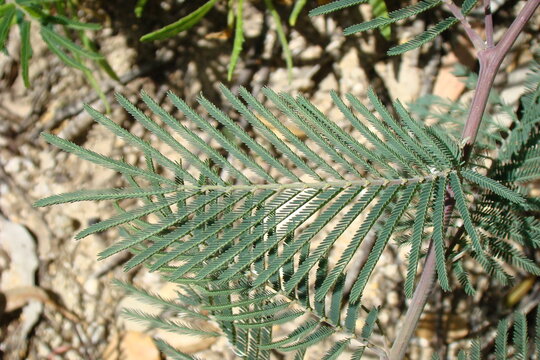 Plume Albizia (Paraserianthes lophantha)