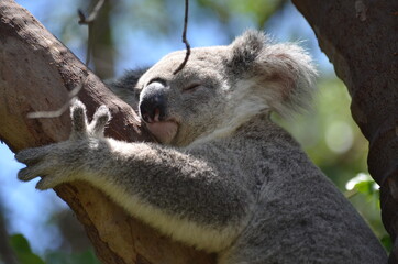 Small koala sleeping in a eucalyptus tree. Magnetic Island, Australia