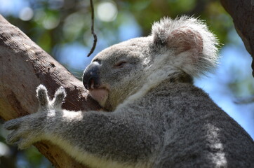 Small koala sleeping in a eucalyptus tree. Magnetic Island, Australia
