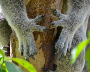 Small koala sleeping in a eucalyptus tree. Magnetic Island, Australia