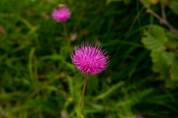 Green background with fuchsia mountain flower
