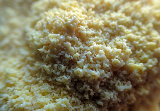 With a bokeh effect, the macro photographer draws attention to the detail in the center of this glob of yellow slime mold found growing in Missouri.
