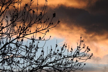Himmel, Sonnenuntergang, Abendrot, Baum, Schatten