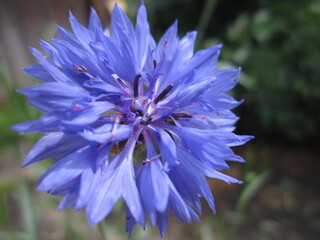 blue flower 