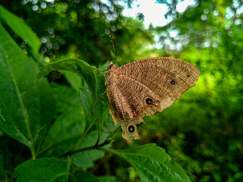 A brown butterfly.