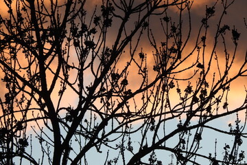 Himmel, Sonnenuntergang, Abendrot, Baum, Schatten
