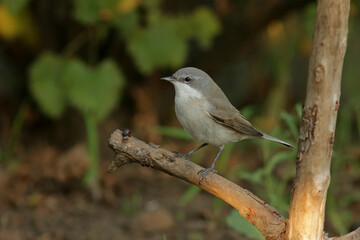 blackbird on a branch