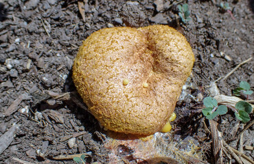 Close up look at the details of a putrid looking pile of a mysterious organism refered to as slime...