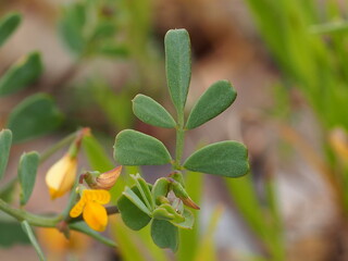 Plant (Coronilla repanda subsp. dura)