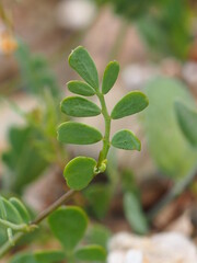 Plant (Coronilla repanda subsp. dura)