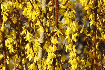 Frühling, gelb