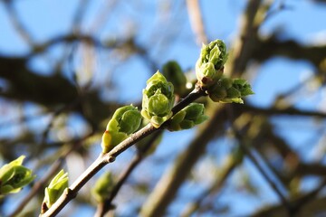 Frühling