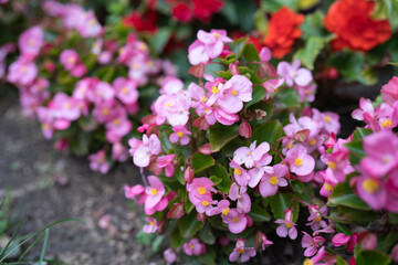 Begonia Semperflorens flowers at the garden