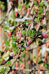 Frühling, Frost, Natur, April, Blumen