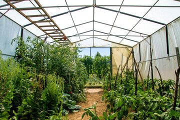 Greenhouse in kitchen garden