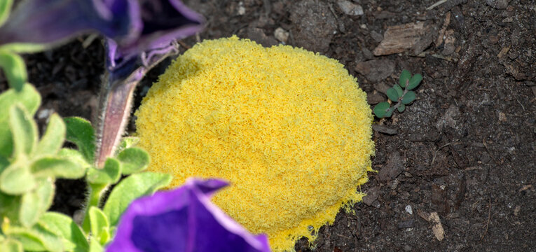 Not an animal and not a plant but a mysterious organisim called slime mold grows in a pile in a flower bed. The defocused effect draws the eye to the yellow spores.