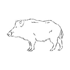 Sketch grunge wild boar in the profile.Stock vector illustration., wild boar vector sketch illustration