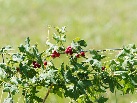 (Bryonia dioica) Bryone dio&iuml;que ou Herbe aux femmes battues, herbac&eacute;e grimpante &agrave; vrilles spiral&eacute;es, feuillage vert, palmatilob&eacute; le long de fines tiges velues garnies de baies rouges vif