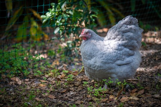 Lavender English Orpington Hen 