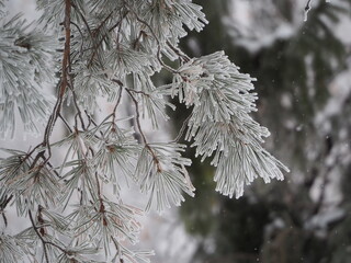 snow on the branches of Christmas trees and trees
