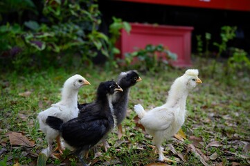Four young pullets